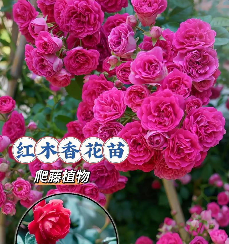 不同季节的花语分别是什么？