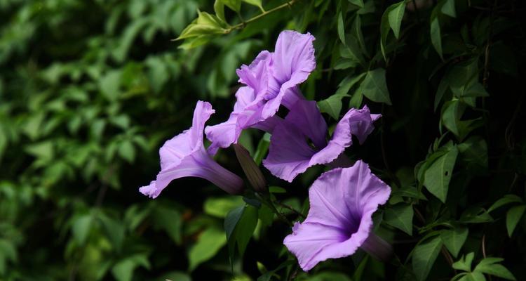 二朵紫色牵牛花代表什么？紫色牵牛花的寓意是什么？