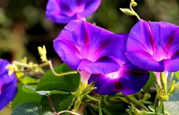 二朵紫色牵牛花代表什么？紫色牵牛花的寓意是什么？