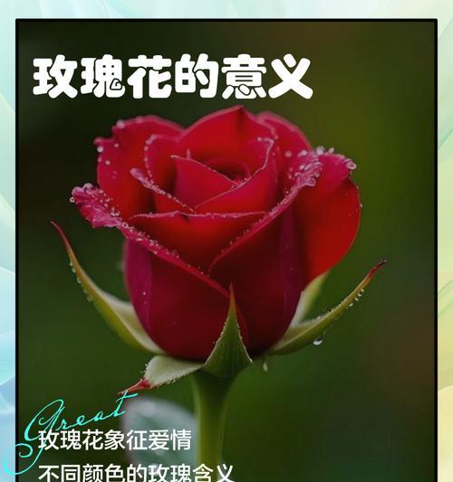 送玫瑰给老人有何特别寓意？