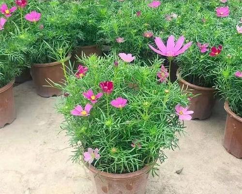 格桑花象征着什么幸福？格桑花的寓意有哪些？