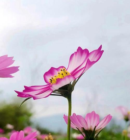 格桑花象征着什么幸福？格桑花的寓意有哪些？