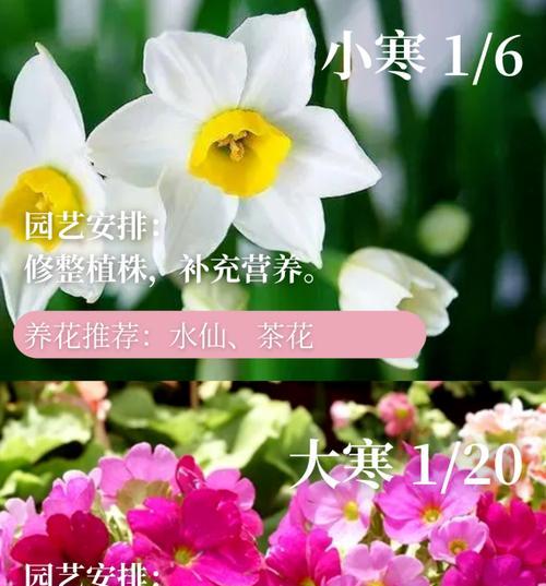 12节气对应的花有哪些寓意？