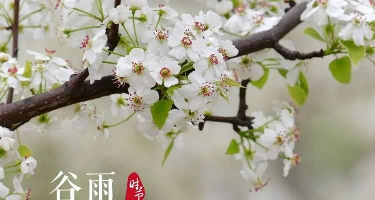 12节气对应的花有哪些寓意？