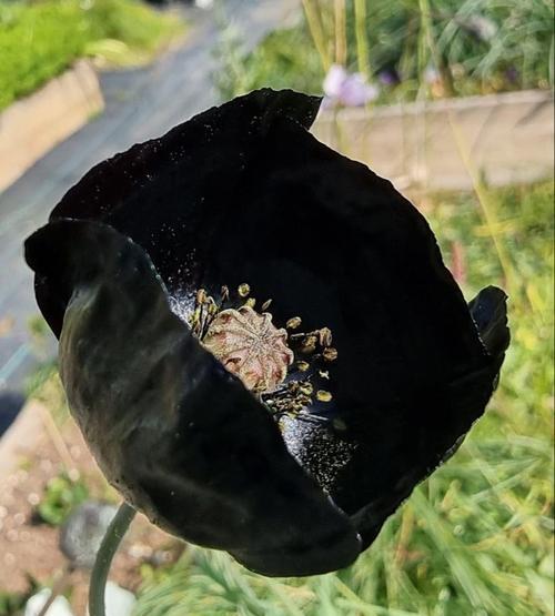 黑色系花语是什么？黑色花朵有哪些寓意？