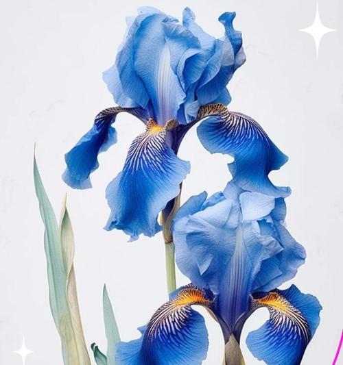 哪些花象征爱情和君子？爱情和君子的花有哪些？
