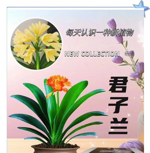 哪些花象征爱情和君子？爱情和君子的花有哪些？