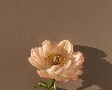 棕色的花代表了什么？它们的含义是什么？