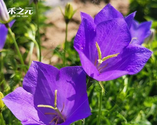 蓝色风铃花代表什么？风铃花的寓意有哪些？