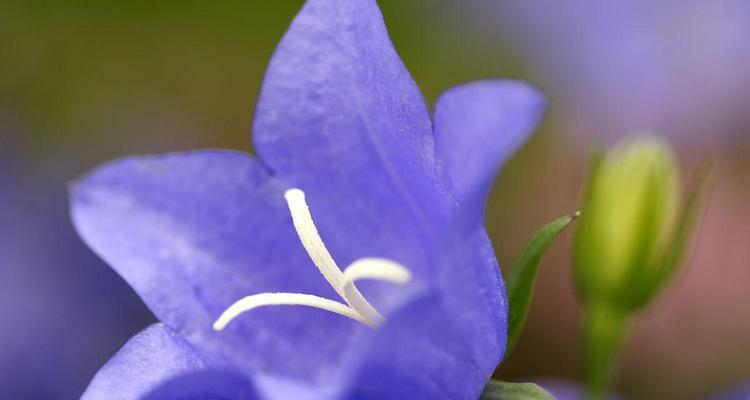 蓝色风铃花代表什么？风铃花的寓意有哪些？