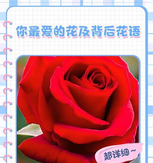 花的寓意和花语在爱情中代表什么？