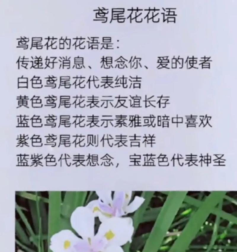 花的寓意和花语在爱情中代表什么？