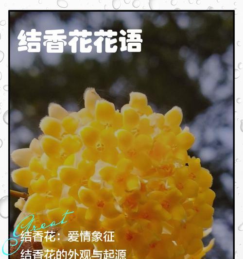 花的寓意和花语在爱情中代表什么？