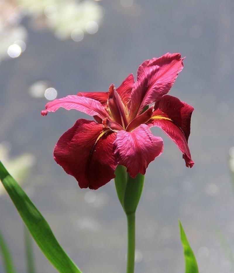 白色和红色的花象征什么爱情？白色红色花卉的爱情寓意是什么？