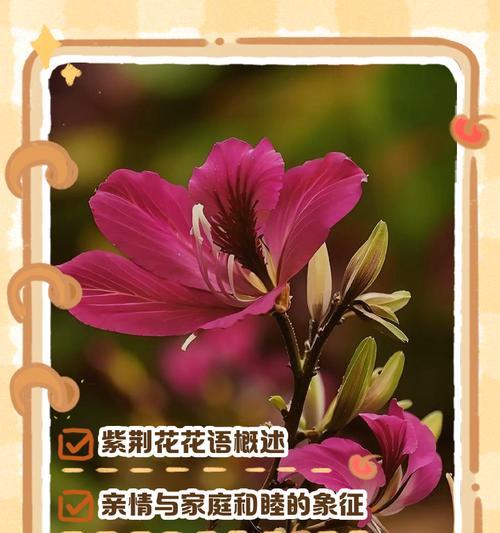 哪些花的花语和含义与爱情相关？