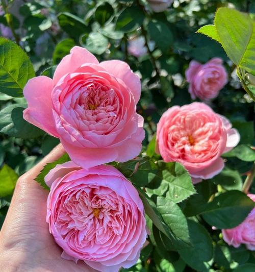 粉色月季爱情花语是什么？粉色月季在爱情中的象征意义？
