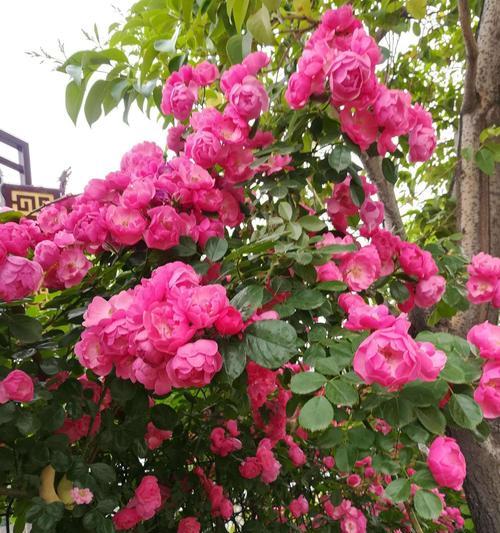 粉色月季爱情花语是什么？粉色月季在爱情中的象征意义？