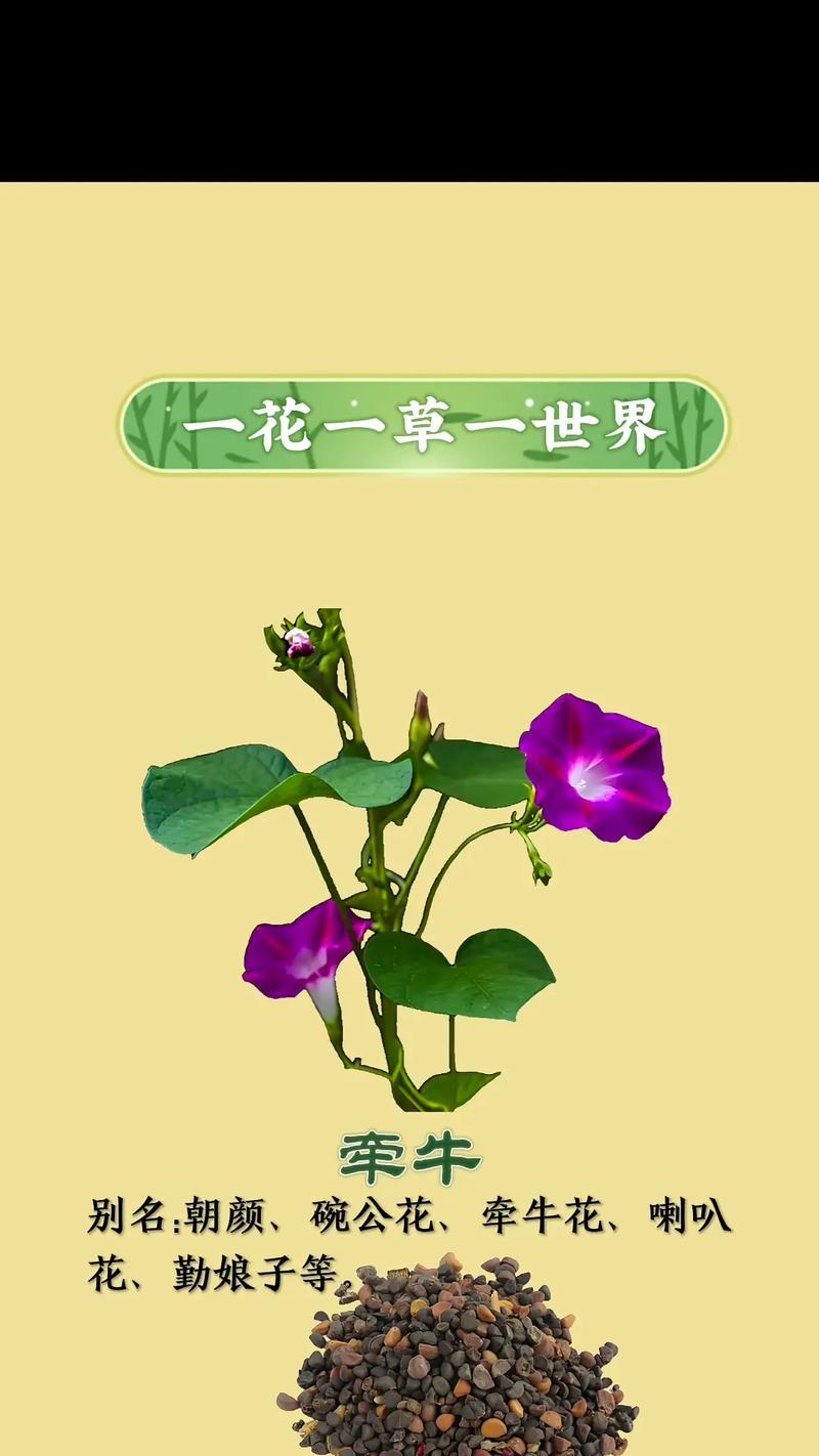 牵牛花在哪些节日有特殊寓意？