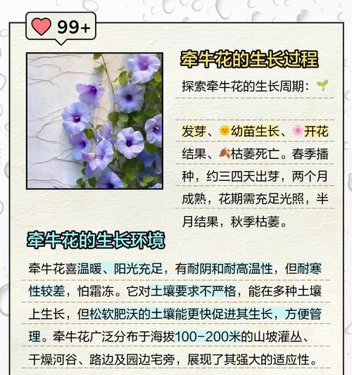 牵牛花在哪些节日有特殊寓意？