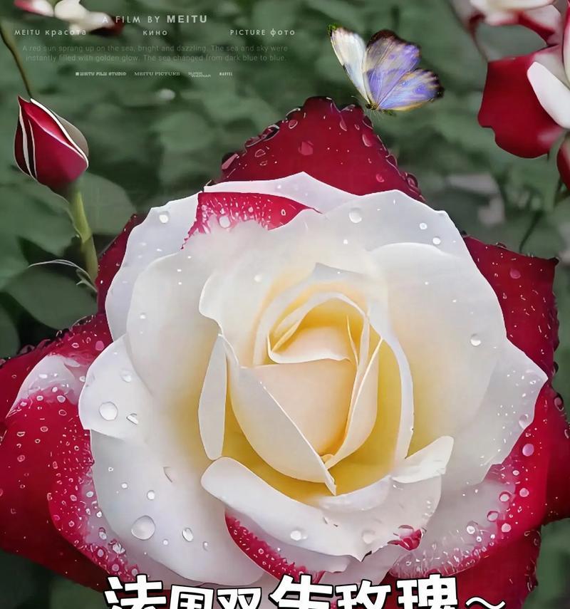 染色玫瑰花的花语是什么？染色玫瑰的寓意有哪些？