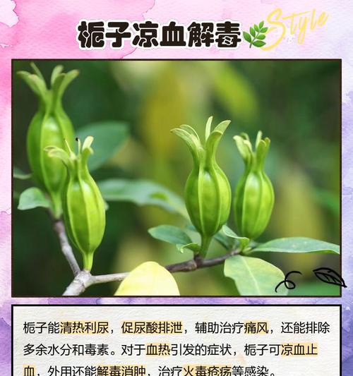 栀子花的文化寓意是什么？它在传统中代表什么？