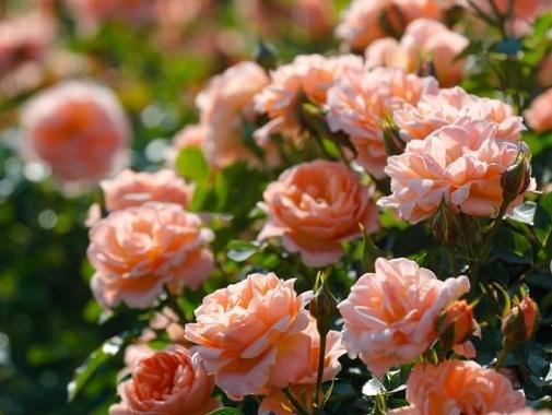 月季花节象征什么？月季花的寓意有哪些？