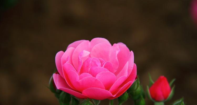 月季花节象征什么？月季花的寓意有哪些？