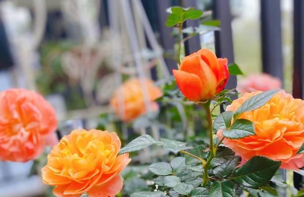 月季花节象征什么？月季花的寓意有哪些？