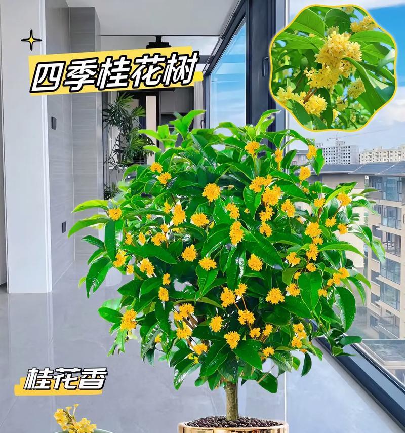 哪些植物花寓意幸福？如何选择带来幸福的花卉？