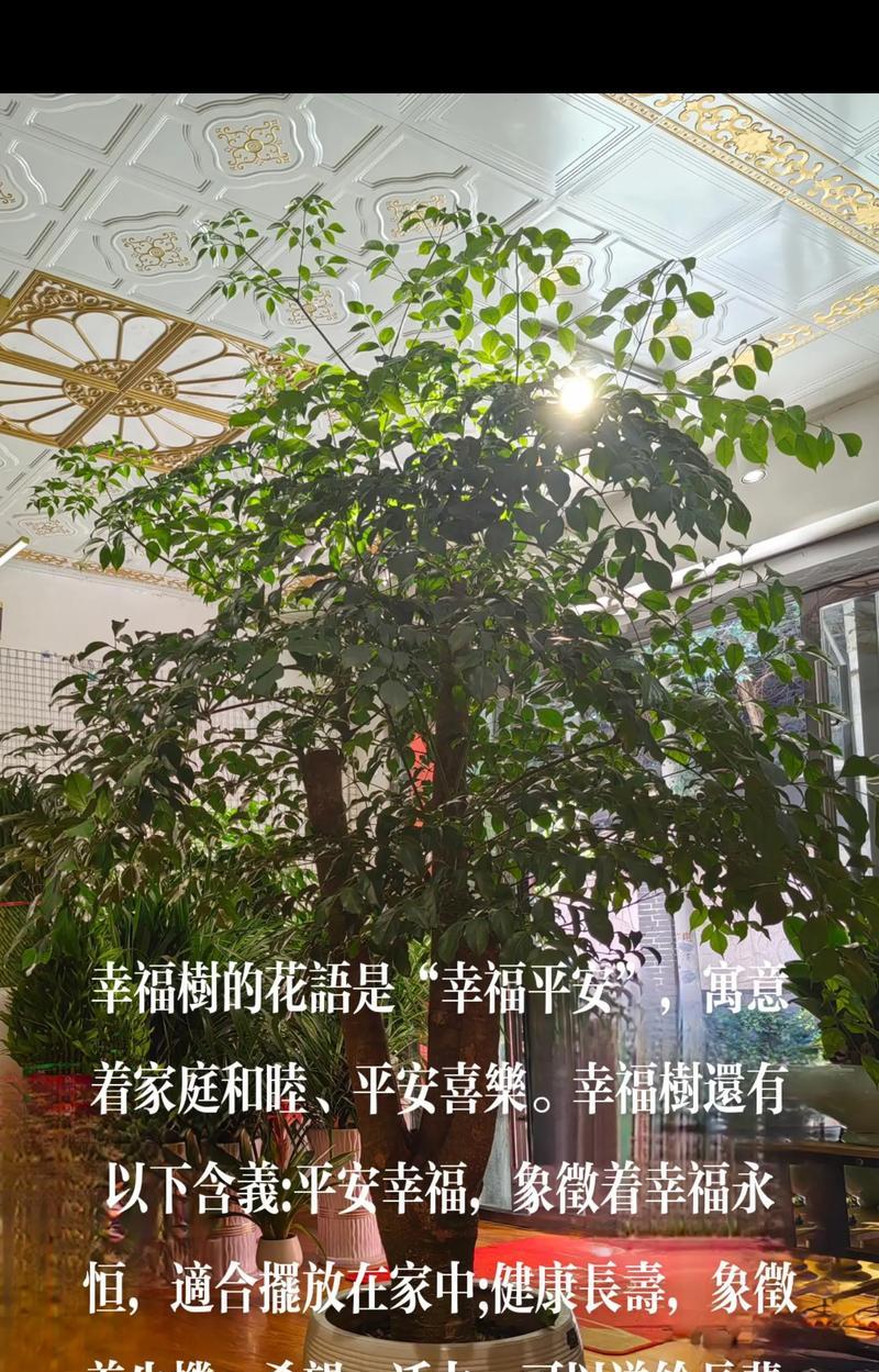 哪些植物花寓意幸福？如何选择带来幸福的花卉？