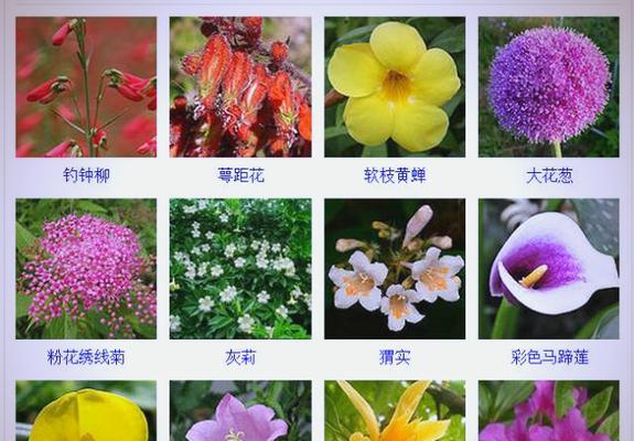 哪些植物花寓意幸福？如何选择带来幸福的花卉？