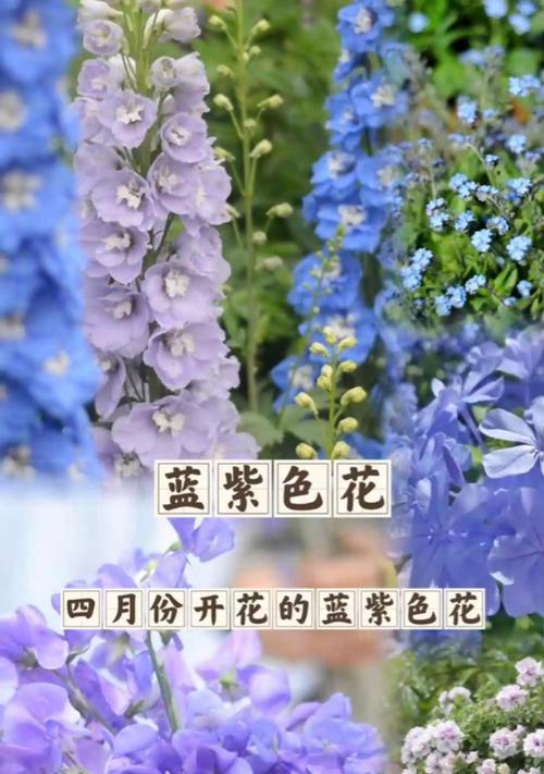 蓝紫色花象征着什么？蓝紫色系的花有哪些寓意？