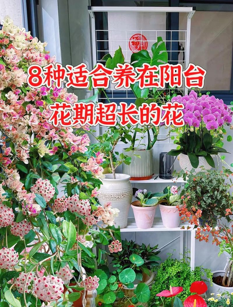 哪种花有8种颜色的寓意？它们分别代表什么？