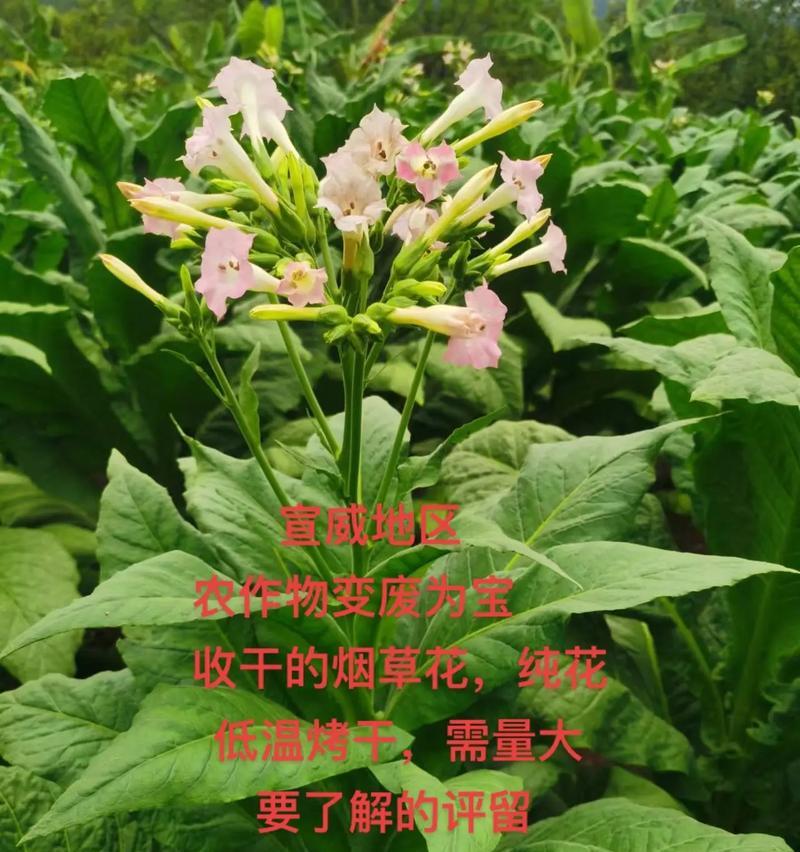 哪种花有8种颜色的寓意？它们分别代表什么？