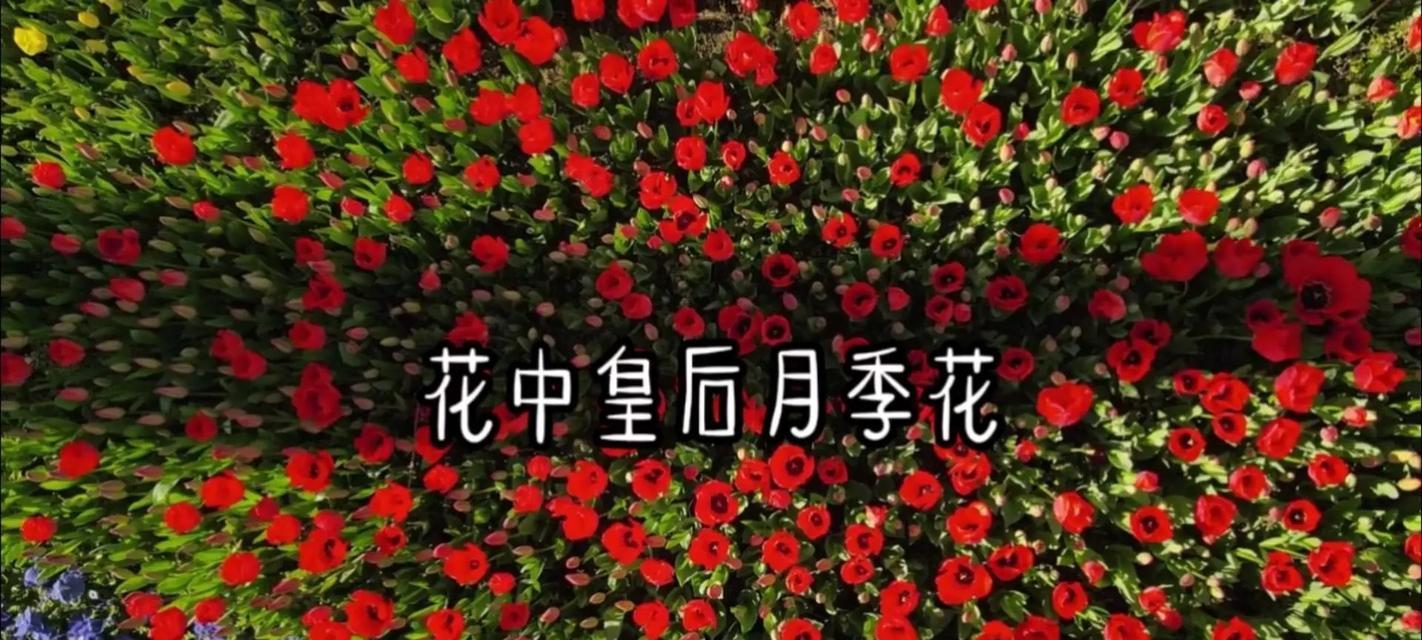 哪种花象征同性爱情？同性爱情的花语有哪些？