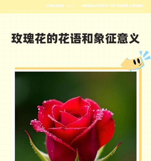 哪种花象征同性爱情？同性爱情的花语有哪些？