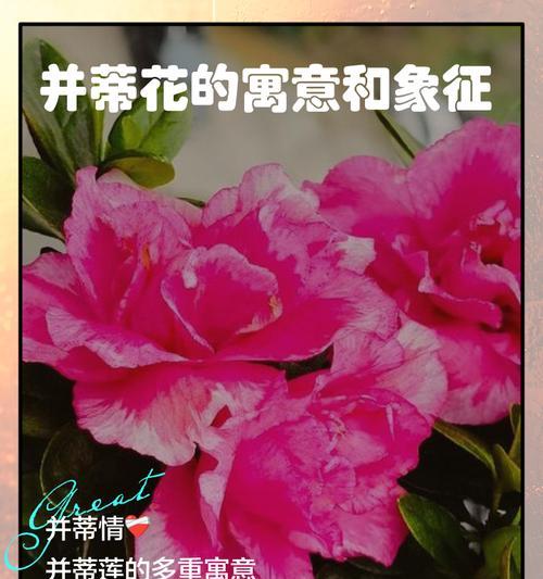 有寓意的花背后通常有什么故事或象征意义？