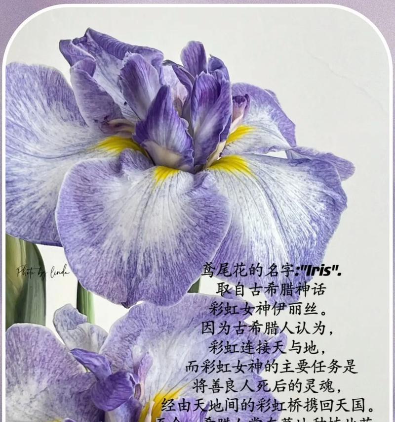 有寓意的花背后通常有什么故事或象征意义？