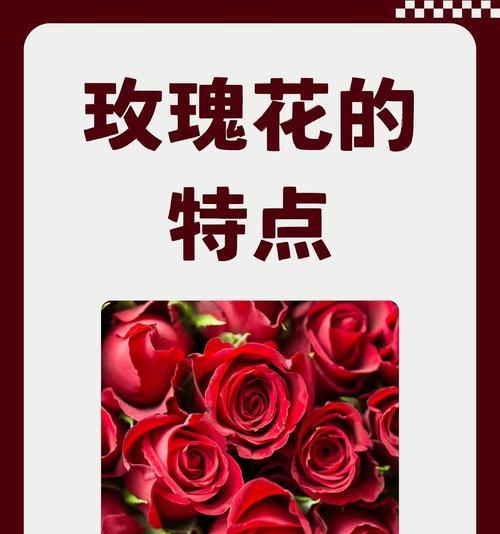有寓意的花背后通常有什么故事或象征意义？