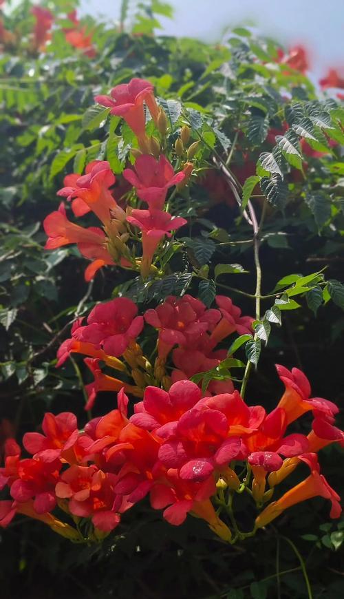 哪些花有浪漫的寓意？它们各自代表什么？