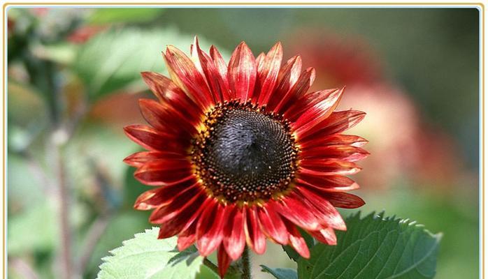 红色向阳花代表什么？它的花语有哪些？