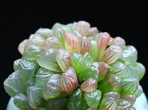 玉露花象征什么？玉露花的平安健康寓意是什么？