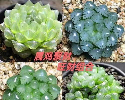玉露花象征什么？玉露花的平安健康寓意是什么？