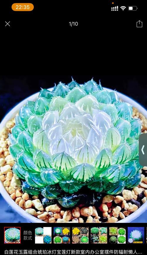 玉露花象征什么？玉露花的平安健康寓意是什么？