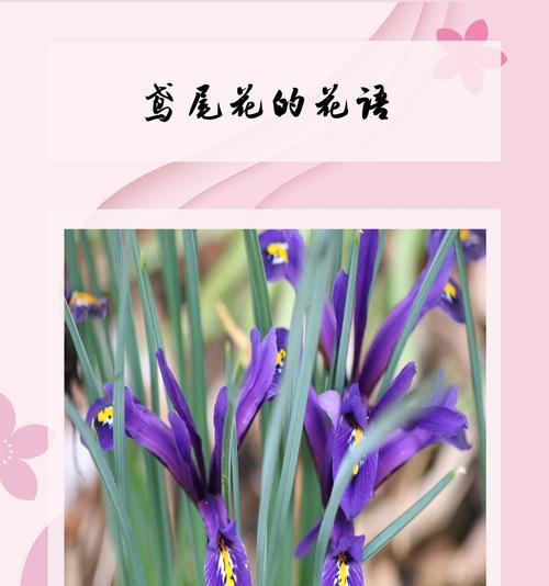 紫红色象征着爱情的花有哪些？紫红色花朵在花语中的含义是什么？