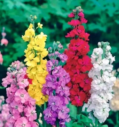 哪种花最能代表爱情？