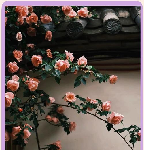 蔷薇花的传说有哪些？它的寓意是什么？