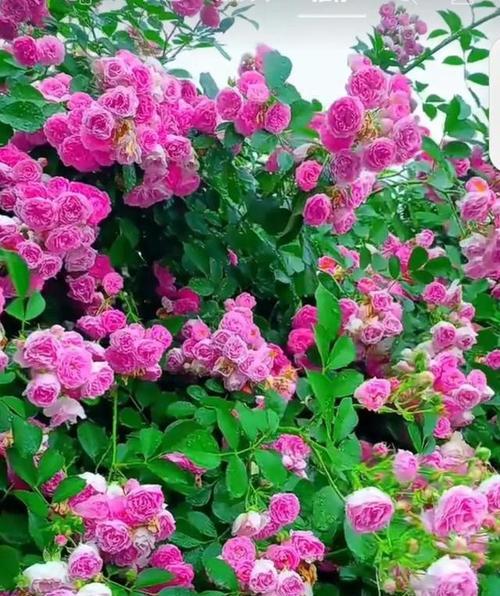 蔷薇花的传说有哪些？它的寓意是什么？