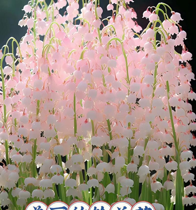 各种颜色的花都有哪些特别的寓意？