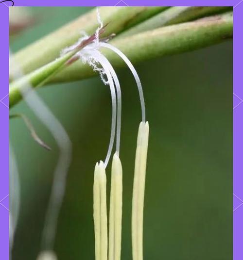 百花在文化中有哪些意义？它们象征着什么？